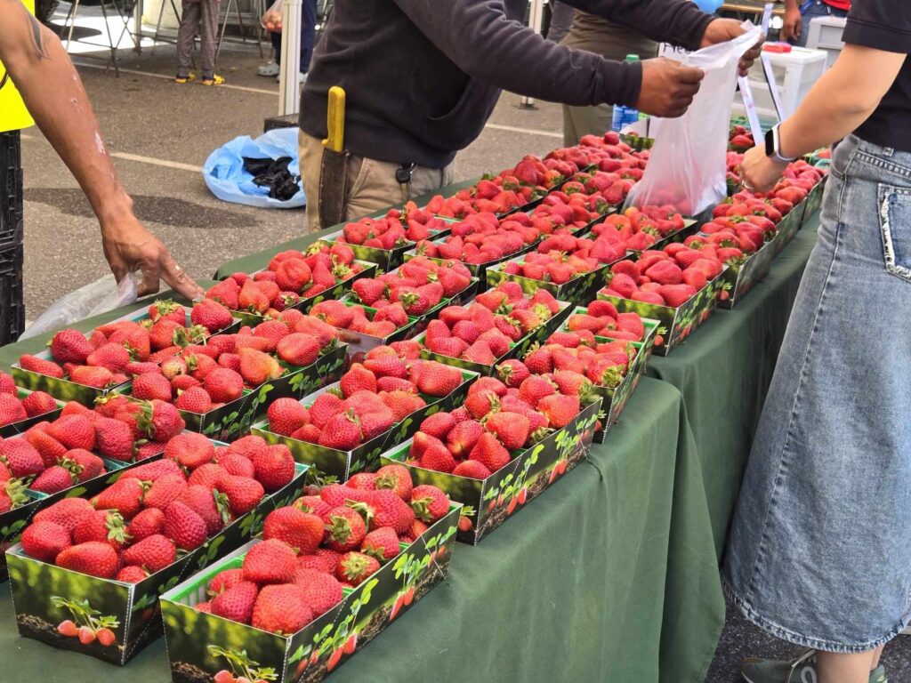 Rows of cartons filled with strawberries on a table at the Cupertino Farmers Market