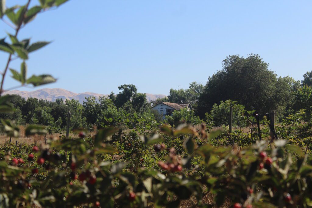 The North San Jose site of a proposed 1,472-home residential and retail space.