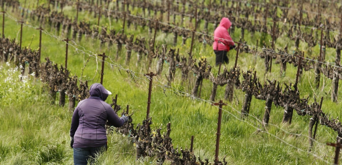 Farmworkers working in the fields